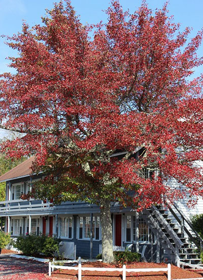 cape cod foliage